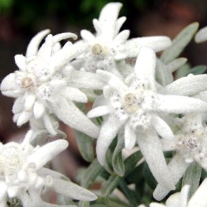 Leontopodium Silvery Glacier