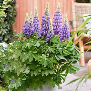 Lupinus West Country Melody