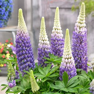 Lupinus West Country Persian Slipper