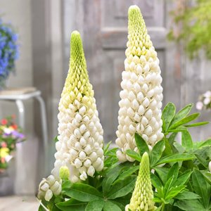 Lupinus West Country Polar Princess