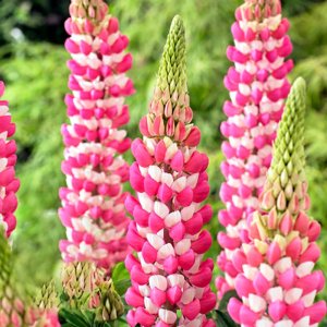 Lupinus West Country Rachel de Thame