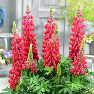 Lupinus West Country Red Rum