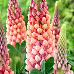 Lupinus West Country Salmon Star