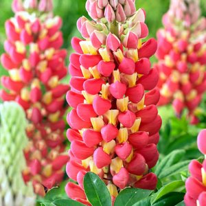 Lupinus West Country Tequila Flame