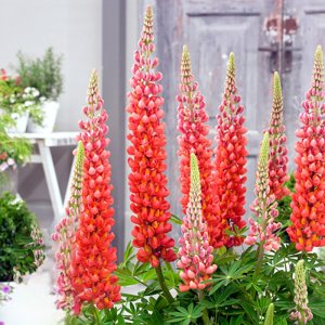 Lupinus West Country Terracotta