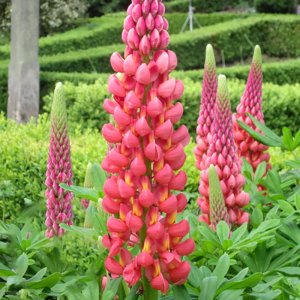 Lupinus West Country Towering Inferno