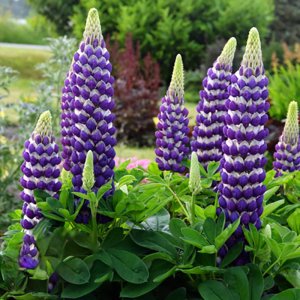 Lupinus West Country Blacksmith