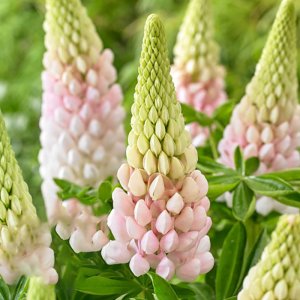 Lupinus West Country Blossom