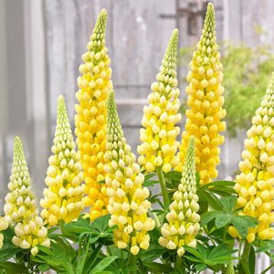 Lupinus West Country Desert Sun