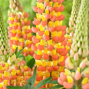 Lupinus West Country Gladiator