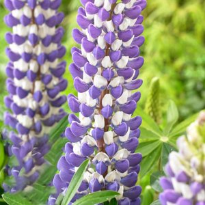 Lupinus West Country King Canute