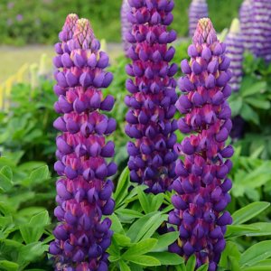 Lupinus West Country Magic Lantern