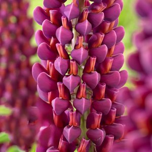 Lupinus West Country Masterpiece