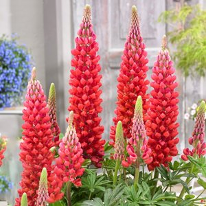 Lupinus West Country Beefeater