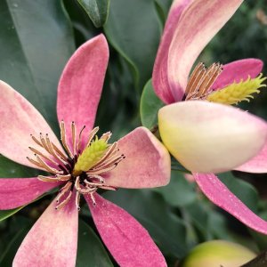 Magnolia Stellar Ruby