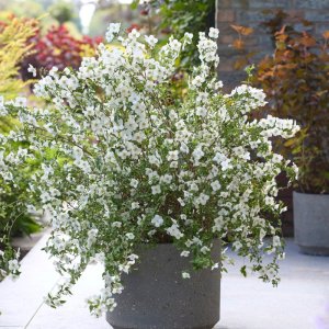 Philadelphus Petite Perfume White