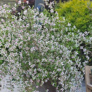 Philadelphus Petite Perfume Pink