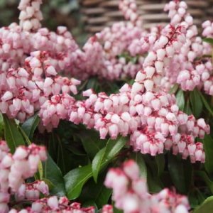 Pieris Passion Pink