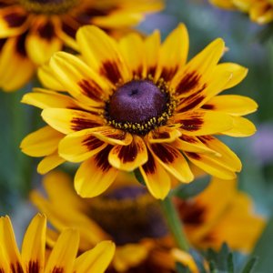 Rudbeckia SmileyZ Giggling