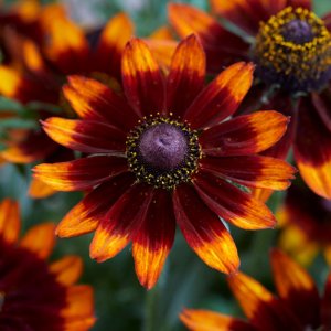 Rudbeckia SmileyZ Happy