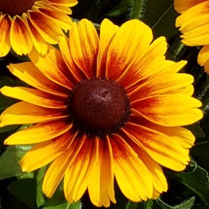 Rudbeckia SmileyZ Kissing