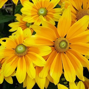 Rudbeckia SmileyZ Lemon