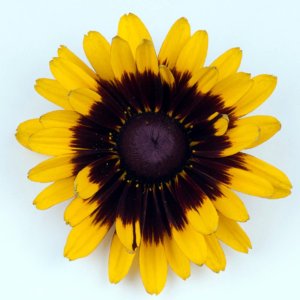 Rudbeckia SmileyZ Tiger