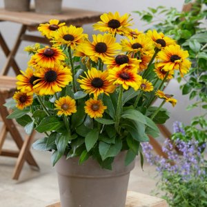 Rudbeckia SmileyZ Brilliant