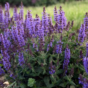 Salvia Bumbleblue