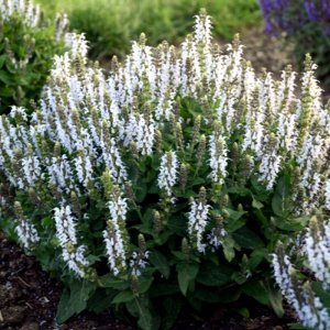 Salvia Bumblesky