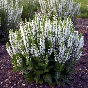 Salvia Bumblesnow