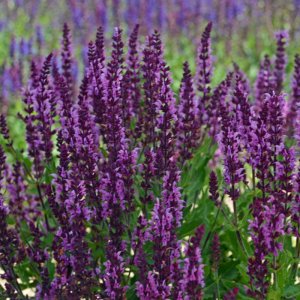 Salvia Bumbleberry