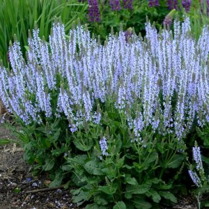 Salvia Colour Spires Crystal Blue