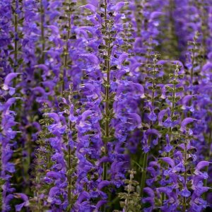 Salvia Colour Spires Indiglo Girl