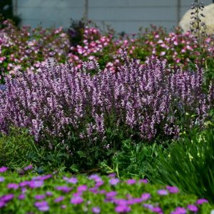 Salvia Colour Spires Pink Dawn