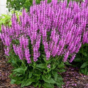 Salvia Colour Spires Back to the Fuchsia