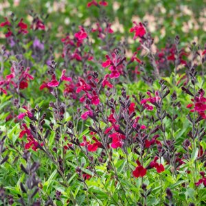 Salvia Magical Zambezi