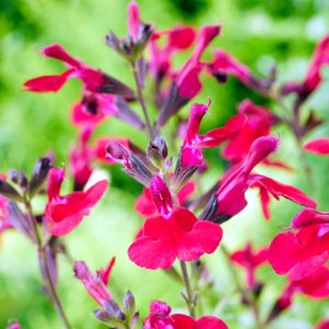 Salvia Magical Colorado