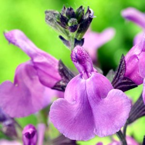 Salvia Magical Loire