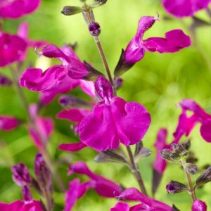 Salvia Magical Tigris