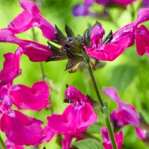 Salvia Magical Wolga