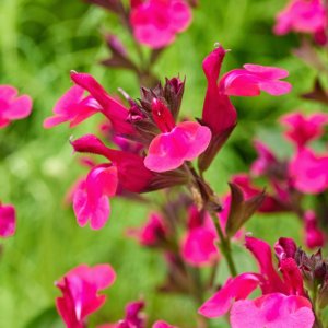 Salvia Magical Amazone