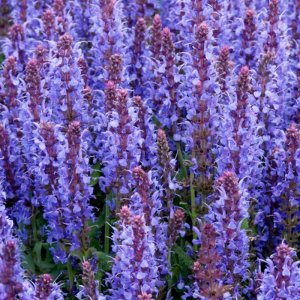 Salvia Blauhugel