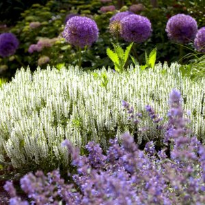 Salvia Schneehugel