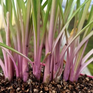 Tulbaghia Flamingo