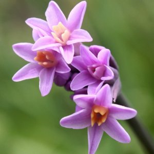 Tulbaghia Himba