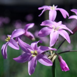 Tulbaghia Kilimanjaro