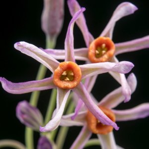 Tulbaghia Leucantha