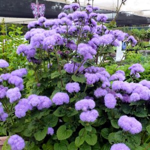 Ageratum Horizon Blue