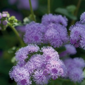 Ageratum Horizon Blue 